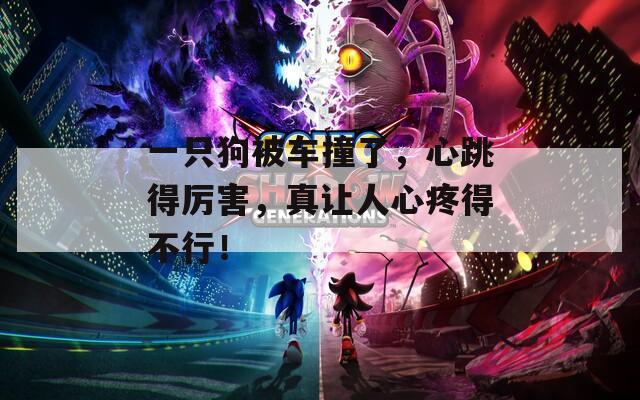 一只狗被车撞了，心跳得厉害，真让人心疼得不行！